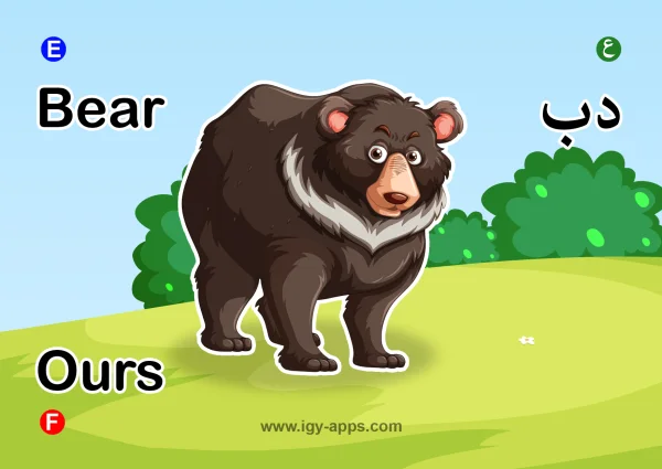 دب — Bear