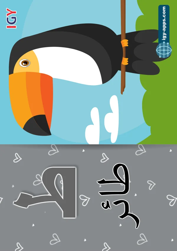 طائر — Bird — حرف ط