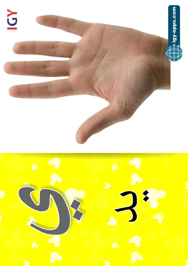 يد — Hand — حرف ي