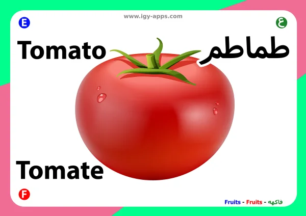 طماطم — Tomato