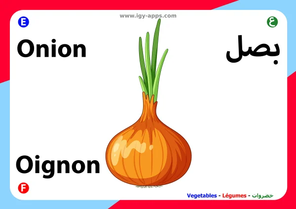 بصل — Onion