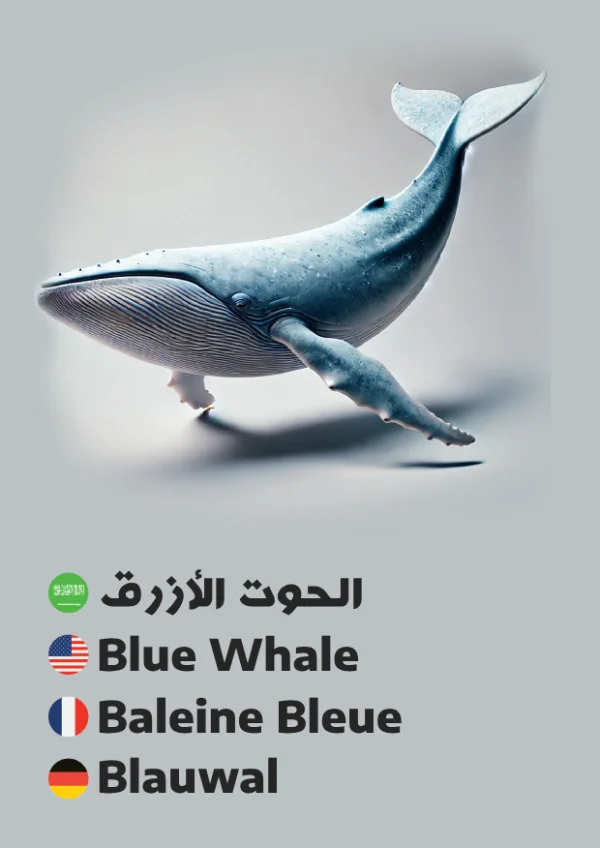الحوت الأزرق — Blue Whale