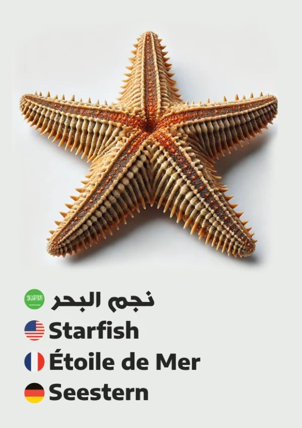 نجم البحر — Starfish