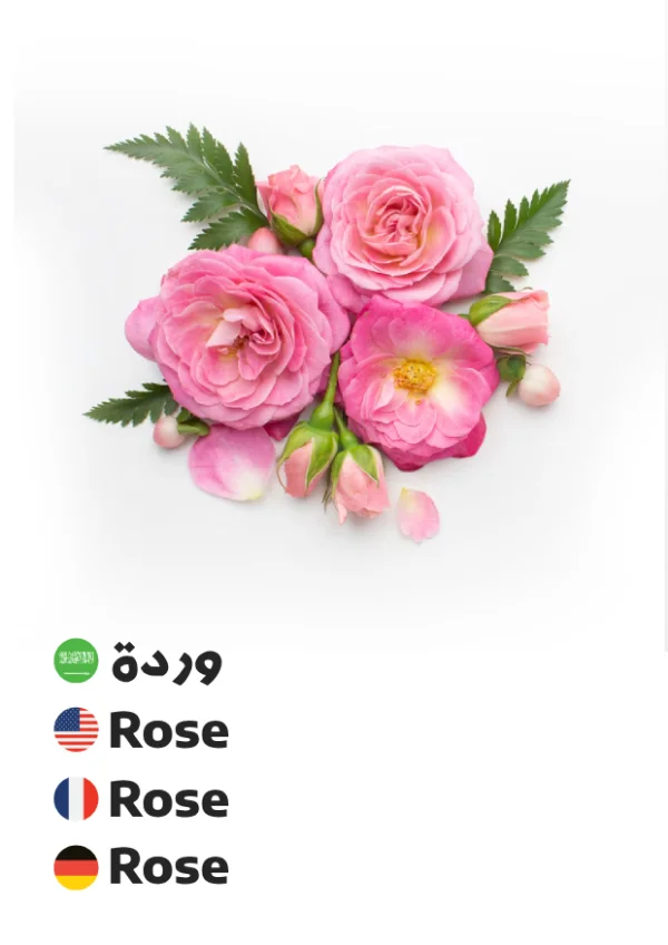 وردة — Rose