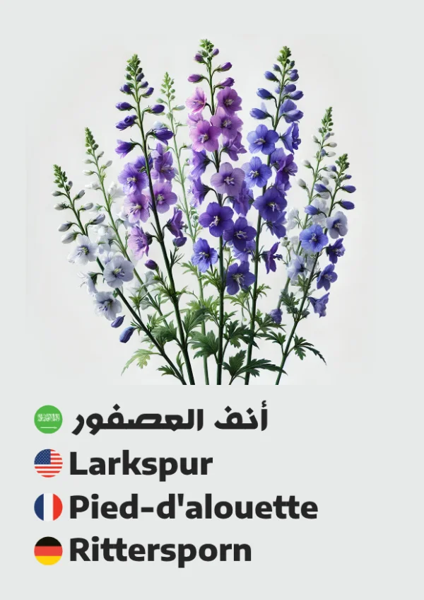أنف العصفور — Larkspur