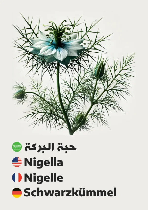 حبة البركة — Nigella