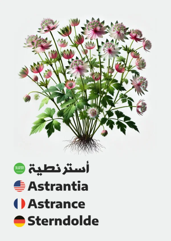 أسترنطية — Astrantia