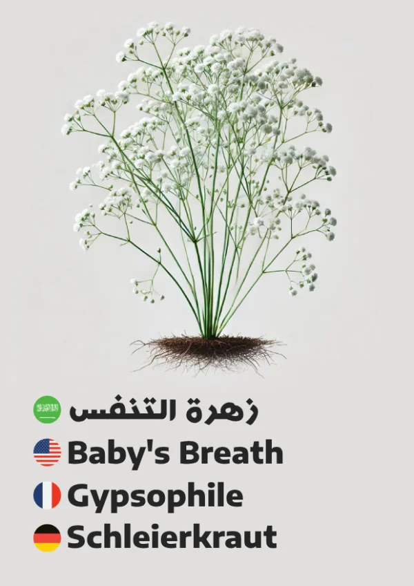 زهرة التنفس — Baby’s Breath