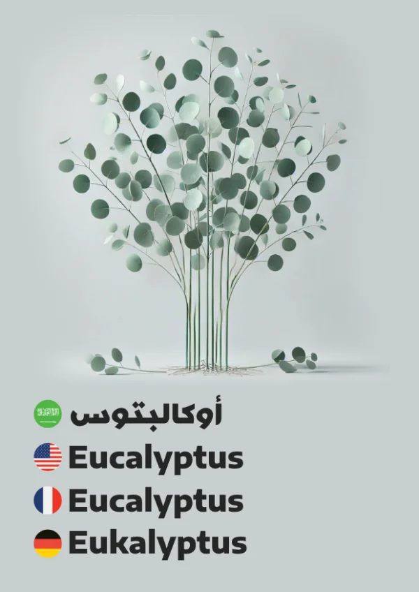 أوكالبتوس — Eucalyptus