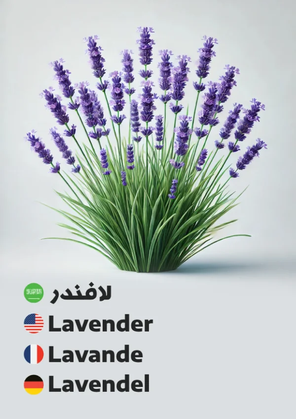 لافندر — Lavender
