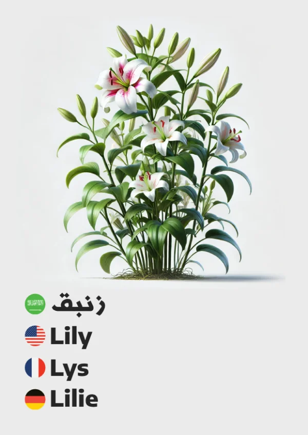 زنبق — Lily