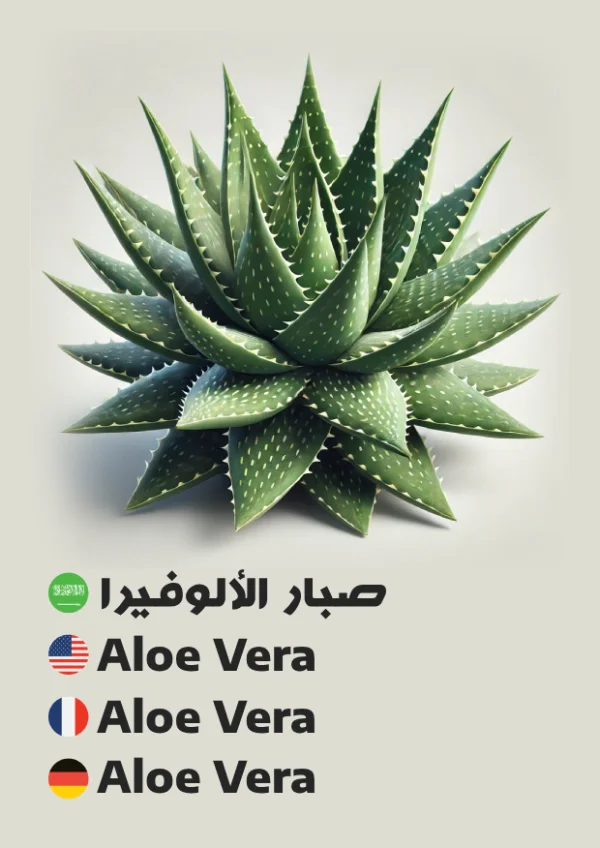 صبار الألوفيرا — Aloe Vera