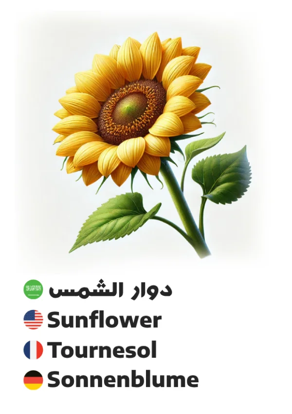 دوار الشمس — Sunflower