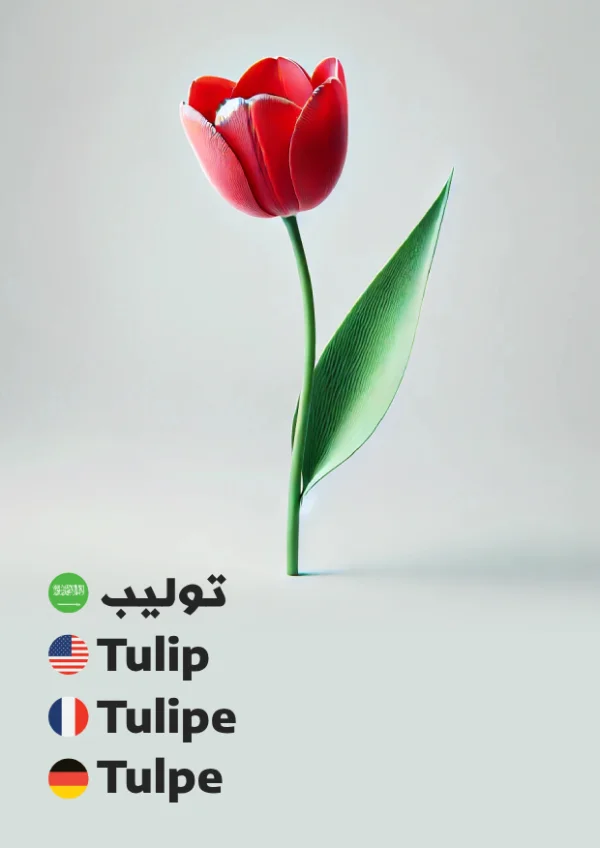 توليب — Tulip