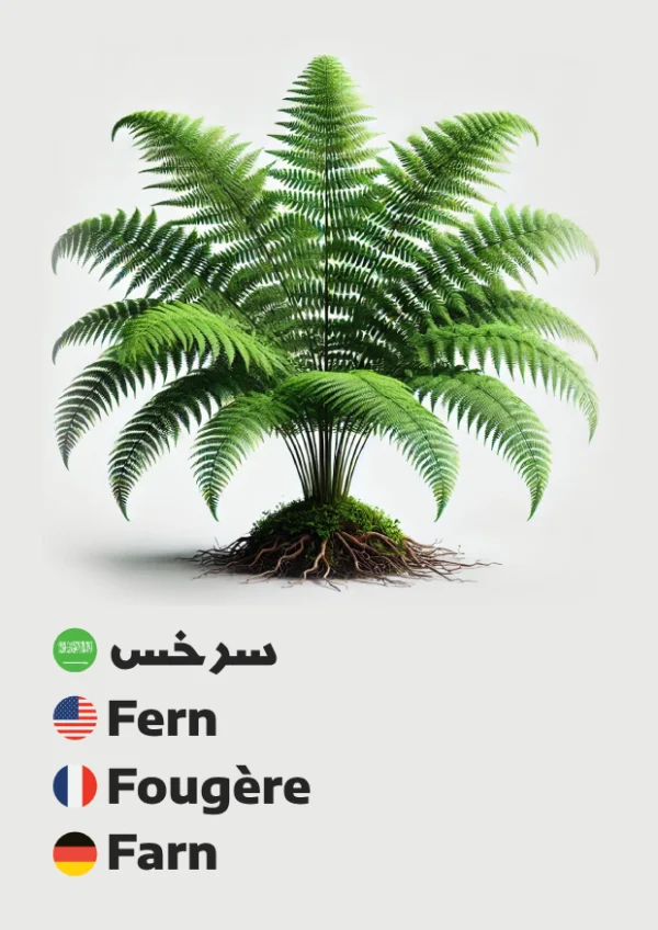سرخس — Fern