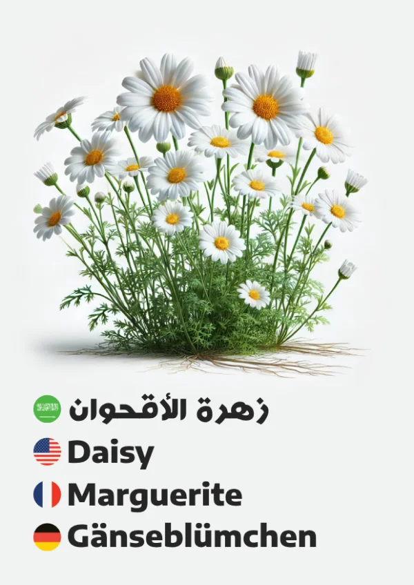 زهرة الأقحوان — Daisy