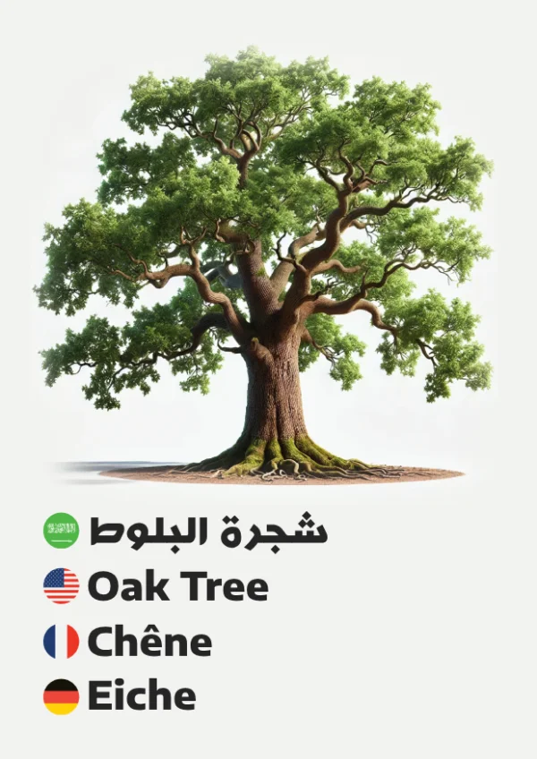 شجرة البلوط — Oak Tree