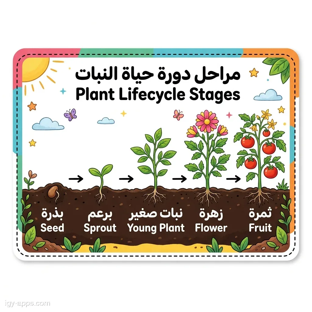كارت مراحل دورة حياة النبات — من البذرة إلى الثمرة